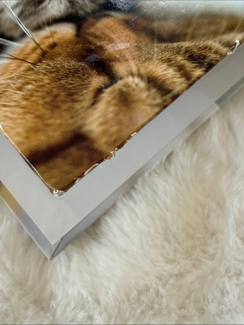 HERMA Kitten Binder